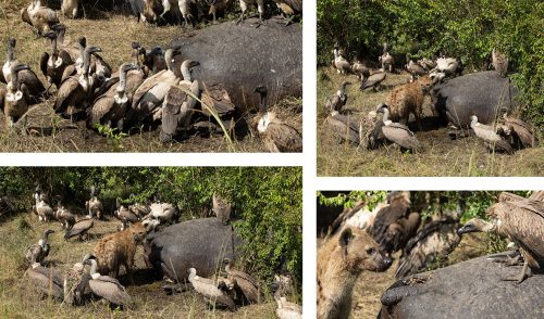 Hyena and vultures fight it out over a hippo carcass