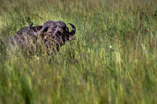 Danger in the grass