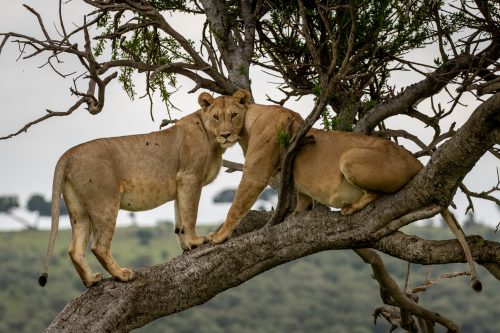 An optical illusion from the Angama Pride lionesses