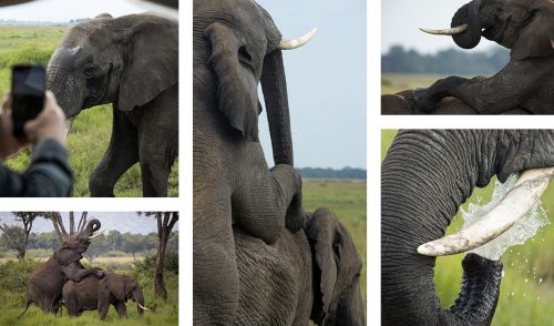 Elephants mating; an unusual and exciting sighting