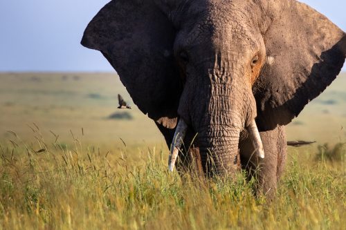 An elephant illuminated