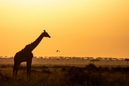 A giraffe poses for a lovely silhouette