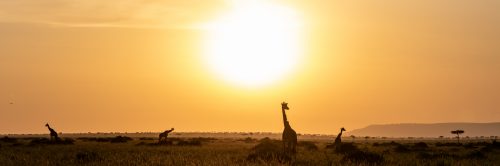 Giraffe Mara panorama