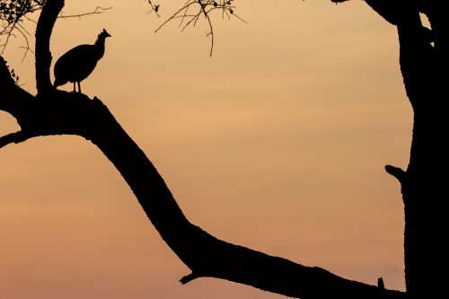 Guinea fowl silhouette