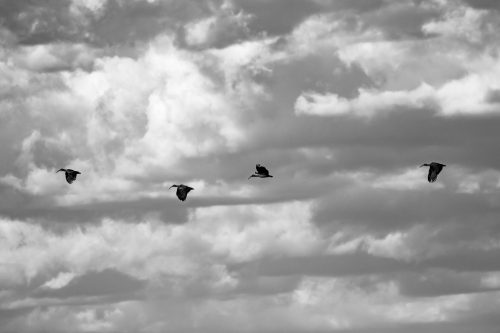 Hadeda's and a stormy sky