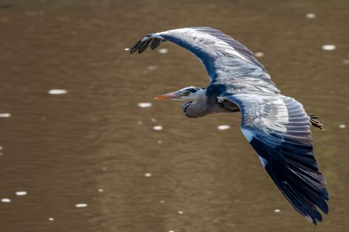 A grey heron surveys the Mara River