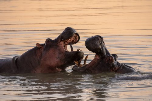 Hippos sparring in lovely morning light