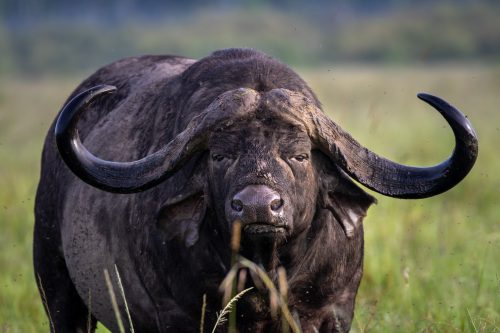 An impressive display of buffalo horns