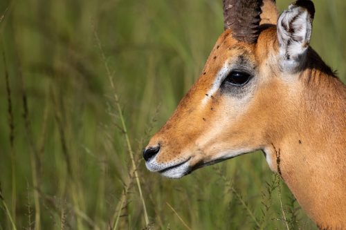 Impala stops for a quite profile shot