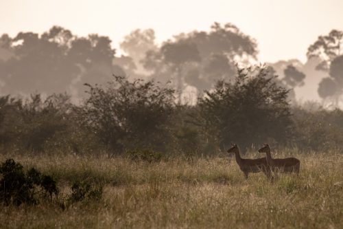 Two female impala survey their surroundings for danger