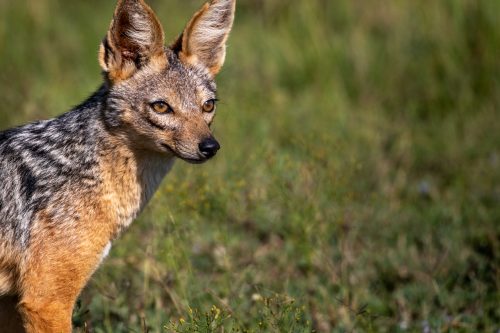 A jackal captured in the morning glow