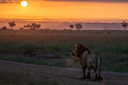 Kibogoyo, beautifully backlit by the sunrise