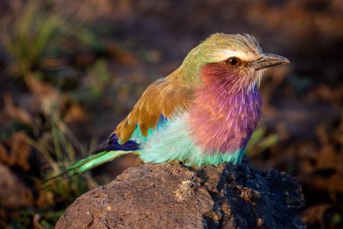 Lilac Breasted Roller lapping up the light