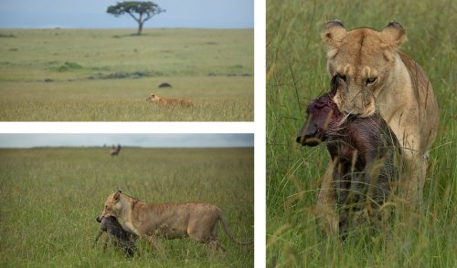 The Salt Lick Pride; playing and hunting - what lions do best