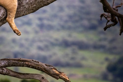 An abstract of the tree climbing lionesses