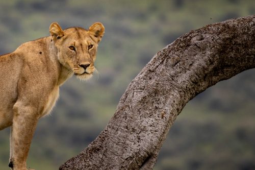 Magnificent creatures to practice portrait shots on