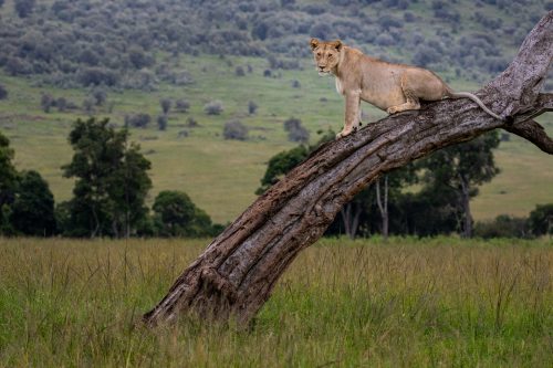 Lions in the Mara make use of the trees as vantage points for hunting