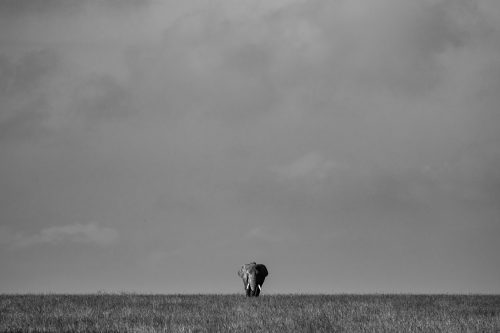 A bulle elephant dwarfed by the vast Mara sky