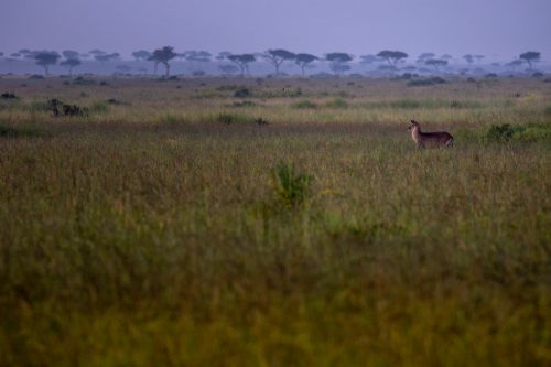 The Mara landscape; complete with alert antelope