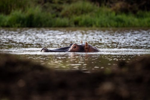 A low angle capture of a curios hippo