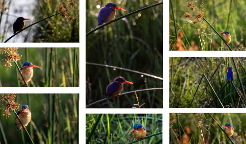 A pair of Malachite Kingfishers 