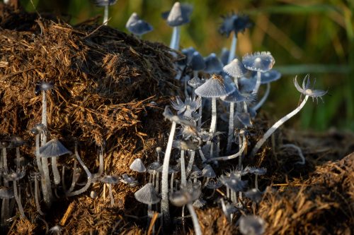 A microcosm of mushrooms