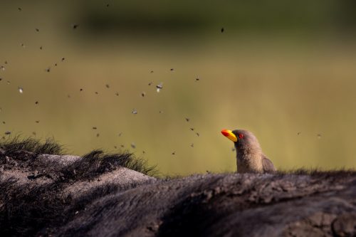 An Oxpecker feeding on a host of flies