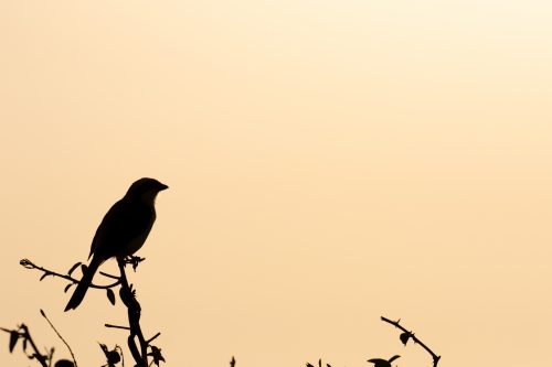 Shrike silhouette