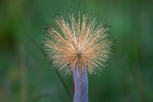 An unusual perspective of the magnificent crowned crane 