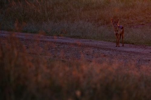 A typical Mara scene; jackal in the rising sun