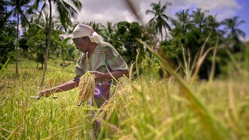 Grandmother working her land