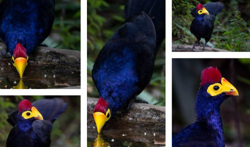 The resident pair of Ross’s Turacos at our bird bath