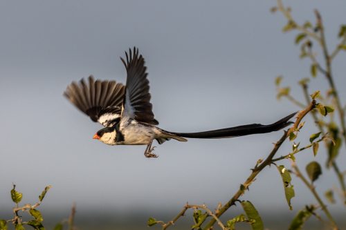 Whydah caught mid flight