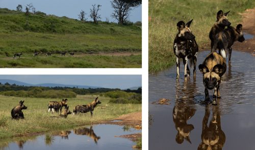 The pack of seven wild dog recently found in the northern extremities of the reserve