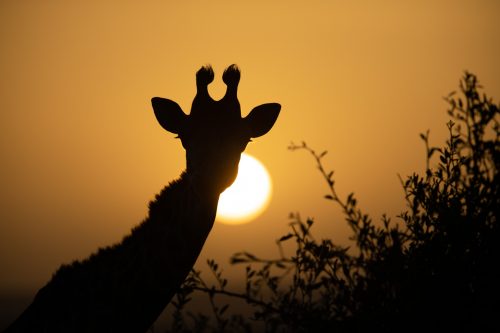 Dawn breaks in the Maasai Mara
