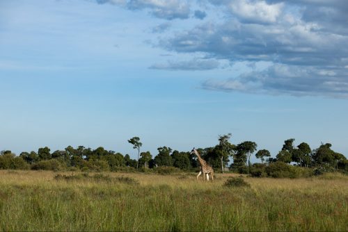 A lone giraffe bull strides across the clearing in search of his next meal
