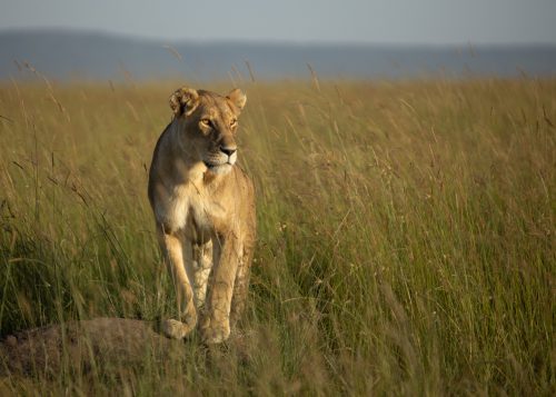 A lioness uses a termite mound as a vantage point 