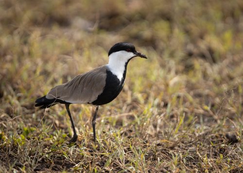 A spur winged lapwing searches for its next meal