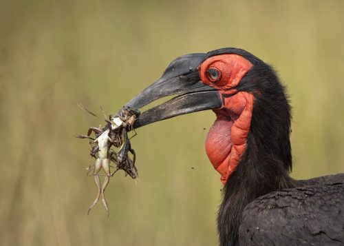 A feast of amphibians