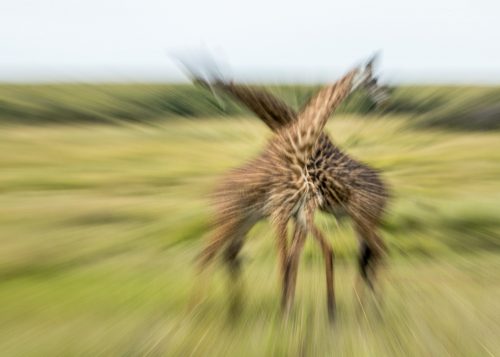 The blurred effect emphasises the drama of the fight