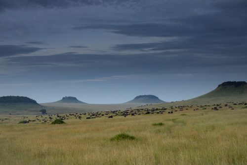 A herd of over 600 buffalo graze amongst the Inselbergs
