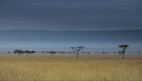 Balanite trees dot the Mara Landscape