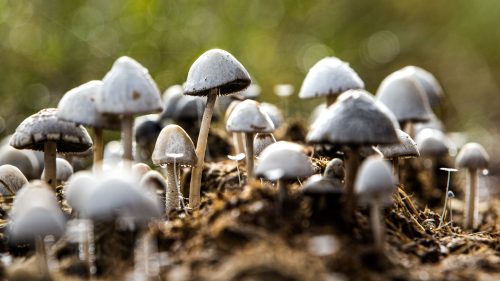 Fungi sprouts from elephant dung