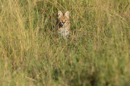 A serval cat silently stalks a rodent in the long grass
