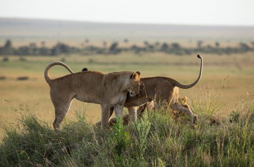 A quick stretch and a show of unity amongst sisters
