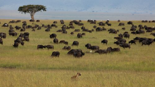 Hyena continue to torment the buffalo population in the Mara