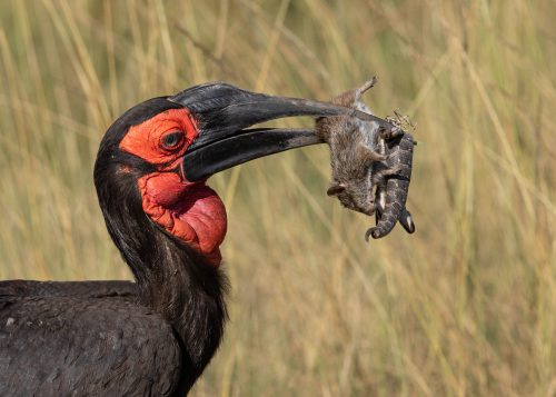 Adam's sighting of the week, a male southern ground hornbill catches a feast 