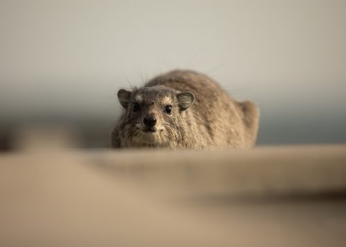 Our resident hyraxes have the best view in the house 