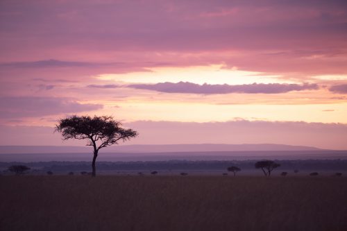 Balanite sunsets, iconic of the East African grasslands