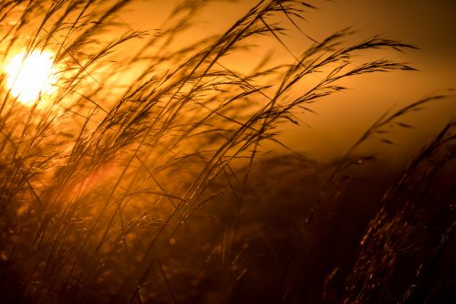 The tall grasses can be a blessing or a curse for photographers
